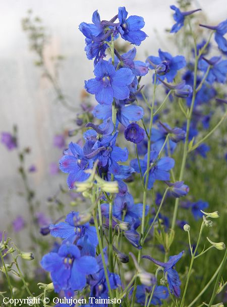 Delphinium grandiflorum 'Butterfly' kiinanritarinkannus